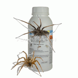 Spinnen "NEU" Shop, Mittel gegen Spinnentiere im Haus Online bestellen und kaufen