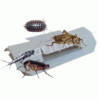 Ungezieferfalle fängt Kakerlaken, Heimchen, lockt Schädlinge, Schädlingsbekämpfung giftfrei